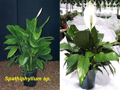Spathiphyllum sp.jpg